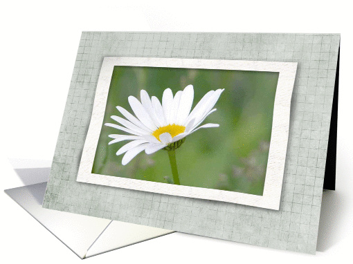 Ox Eye Flower, Happy Anniversary card (211179)