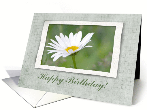 Ox Eye Flower, Birthday card (211187)