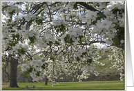 Cherry Trees in the Park card