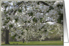 Cherry Trees in the Park card