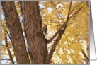 Red Headed Woodpecker, Birthday card