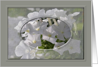 White Phlox, Get Well card