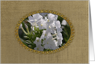 White Phlox in Gold Frame on Brown Textured, Remembrance of Spouse card