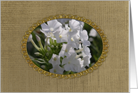 White Phlox in Gold...