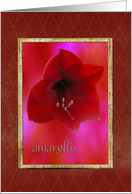 Amaryllis, Birthday Greetings! card