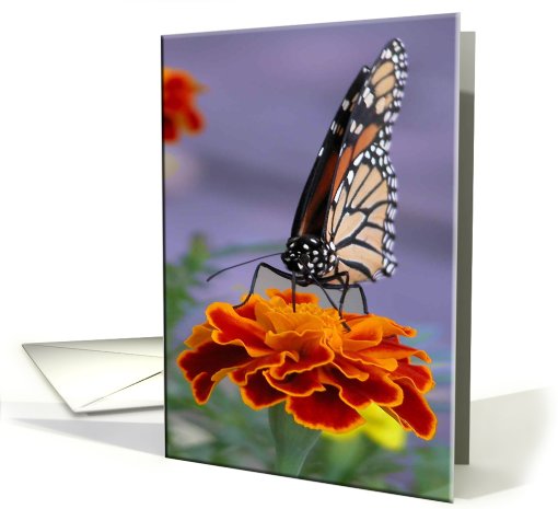 Monarch Butterfly on a Marigold!, Birthday card (219861)