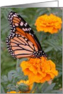 Marigolds and a Monarch Butterfly!/Birthday card