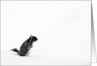 Squirrel in the Snow, Birthday card