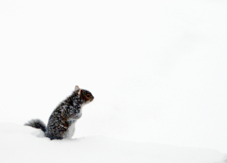 Squirrel in the Snow...