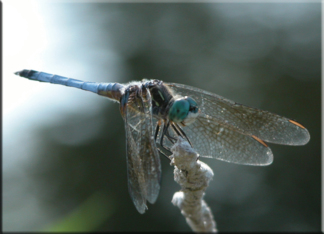 Blue Dragonfly!...