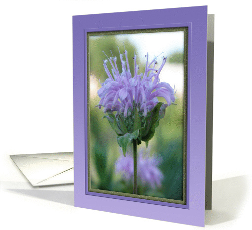 Beebalm, Feliz Cumpleaos card (236423)