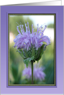 Beebalm, Feliz Cumpleaos card