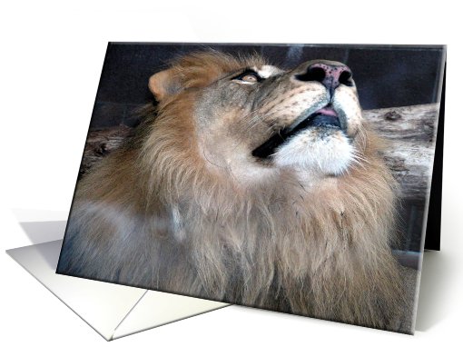 Lion!, Feliz Cumpleaos card (236501)