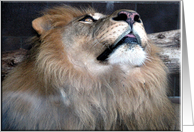 Lion!, Feliz Cumpleaos card