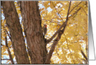 Redheaded Woodpecker! card