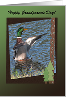 Drake Mallard Duck, Grandparents Day, Custom Text card