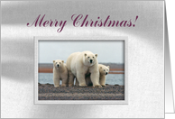 Invitation, Polar Bear Family, Merry Christmas card