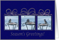 Three Bluejays/Season’s Greetings! card