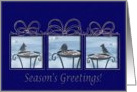 Three Bluejays/Season’s Greetings! card