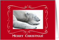 Polar Bear Dreaming of Christmas, Merry Christmas card