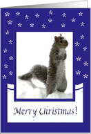 Squirrel in the snow card