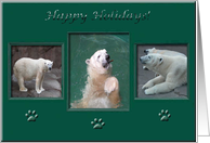 Three Polar Bears card