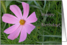 Pink Wildflower/Birthday card