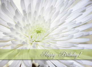 White Mum, Birthday