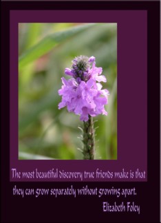 Purple Flowers/For...