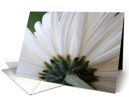 Will you be my Bridesmaid?, Chryanthemum card (431531)