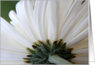 Chrysanthemum, Will you be my Maid of Honor? card