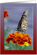 Marigold with Monarch, September Birthday Flower card