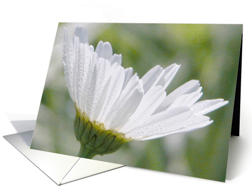 Daisy, April Birth Flower card (461364)