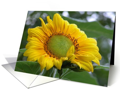 Sunflower / Thank you / Thoughtfulness and Kindness card (479487)