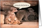 Meerkats /As the Days go by / Thinking of you / Humor card