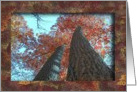Tall Trees / At this Thanksgiving / In Remembrance card