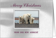 Polar Bear Family,...