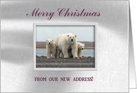 Polar Bear Family, Merry Christmas from our new address card