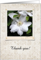 White Clematis,...