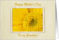 Mother’s Day, Grandmother, Gerber Daisy card