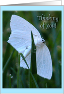 Thinking of you, Little White Moth card