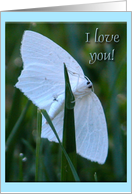I love you, Little White Moth card
