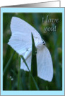 I love you, Little White Moth card