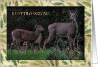 Deer Family, Happy...