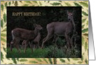 Deer Family, Birthday, From all of us card