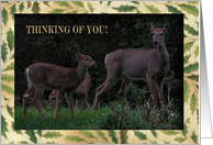 Deer Family, Thinking of you card