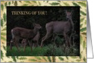 Deer Family, Thinking of you card
