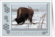 Buffalo in the Snow with Snowflake Frame, Happy Holidays card