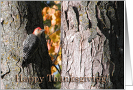 Woodpecker, Thanksgiving card