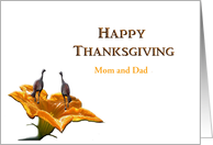 Mom and Dad, Thanksgiving, Two Turkeys on Pumpkin Flower card